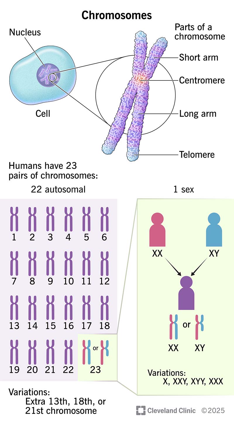 Estructura cromosómica