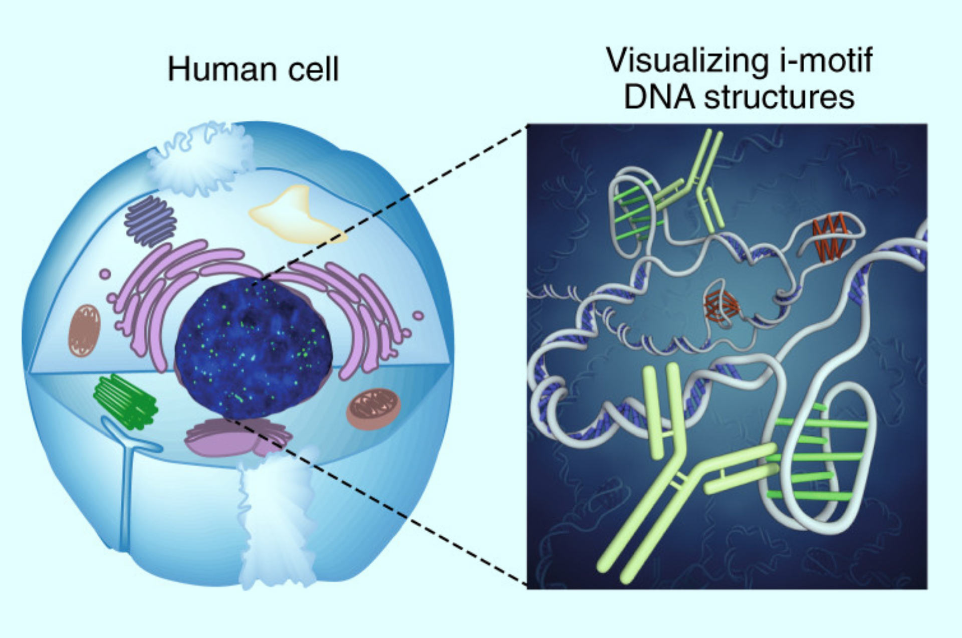 Célula humana y ADN